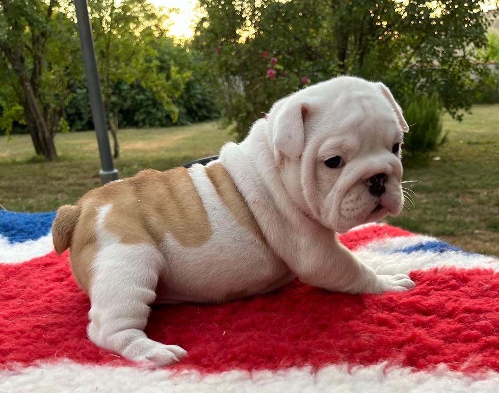 Shamrock Cottage - Chiot disponible  - Bulldog Anglais