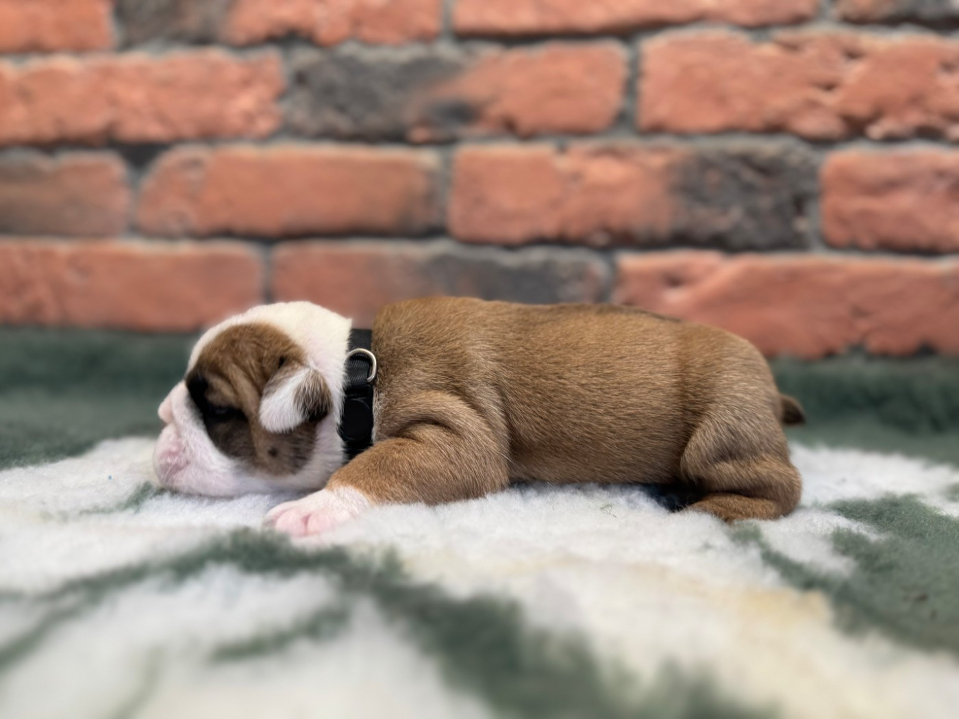 Shamrock Cottage - Chiots disponibles - Bulldog Anglais