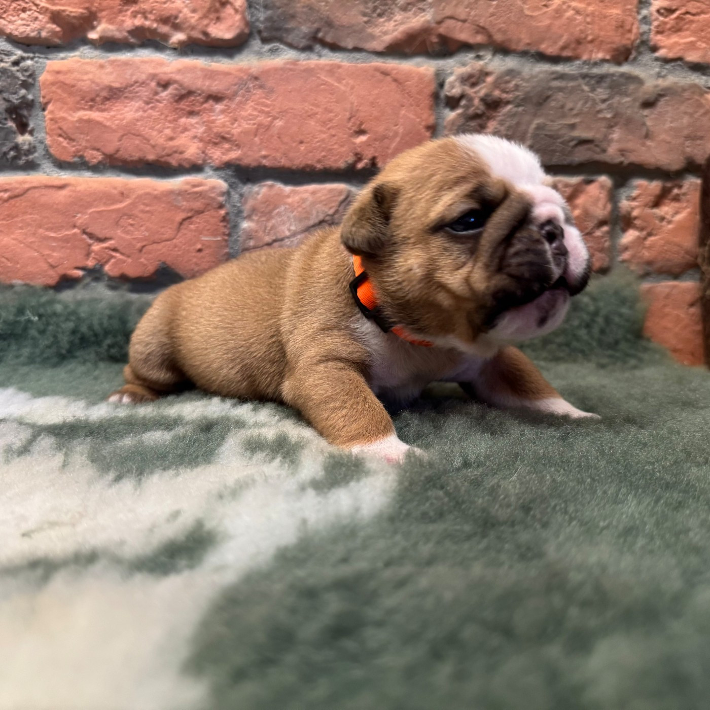 Shamrock Cottage - Chiots disponibles - Bulldog Anglais