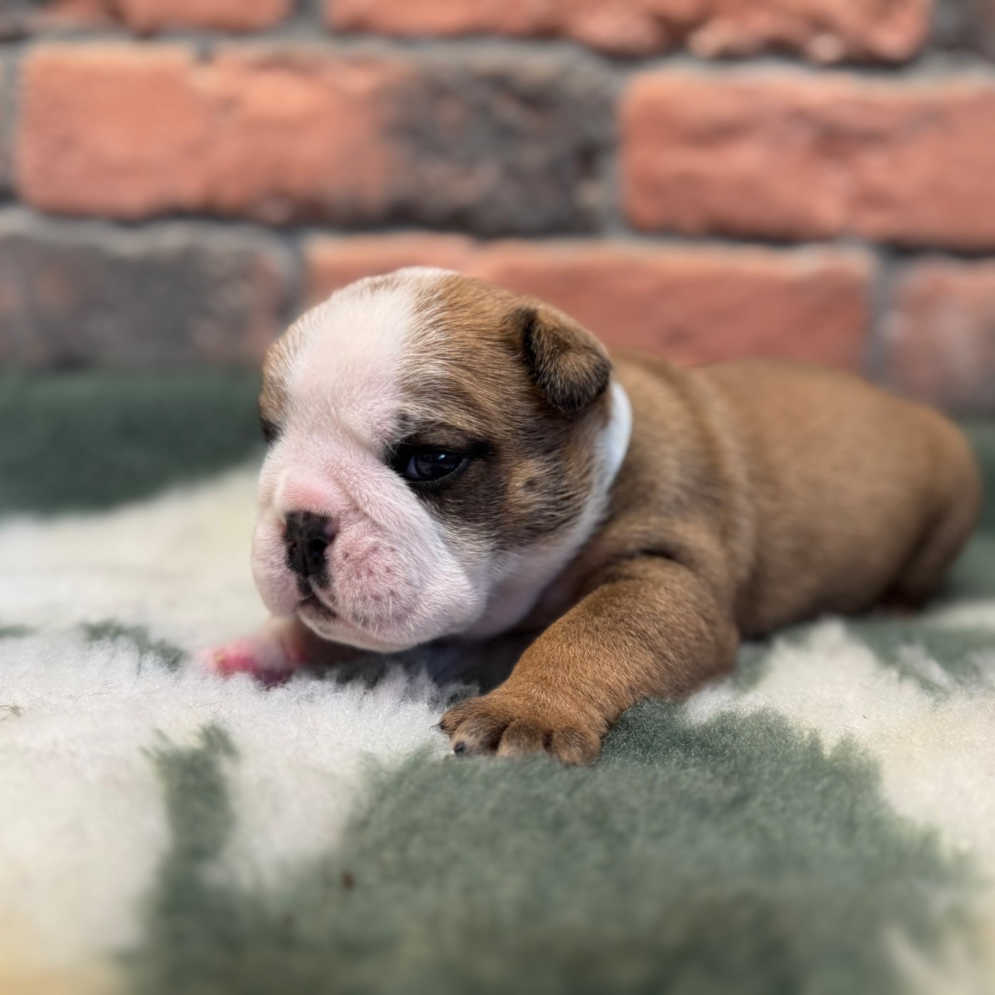 Shamrock Cottage - Chiots disponibles - Bulldog Anglais