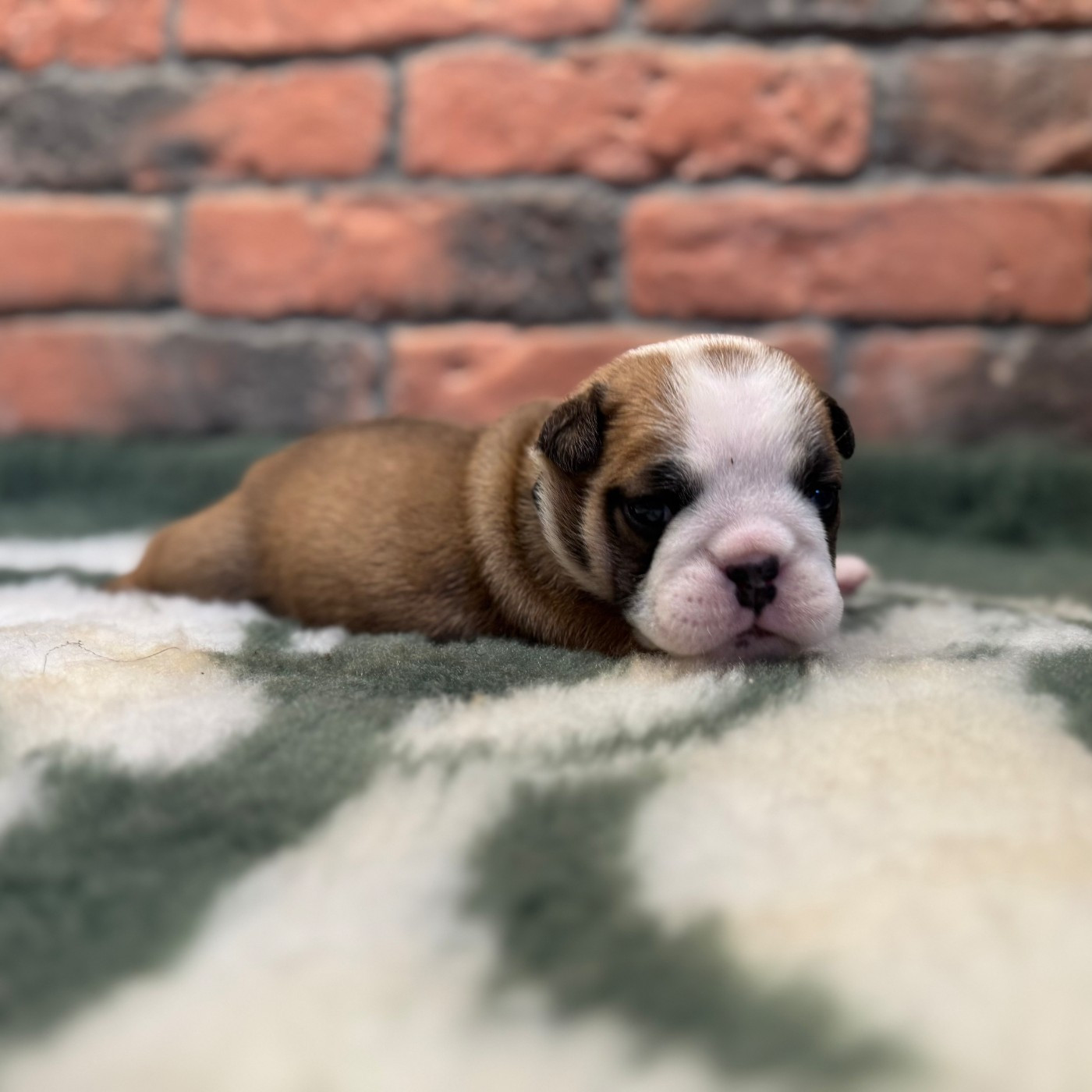 Shamrock Cottage - Chiots disponibles - Bulldog Anglais