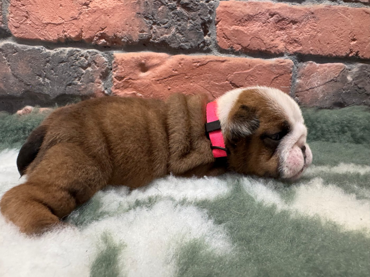 Shamrock Cottage - Chiots disponibles - Bulldog Anglais
