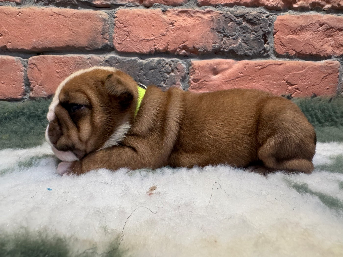 Shamrock Cottage - Chiots disponibles - Bulldog Anglais
