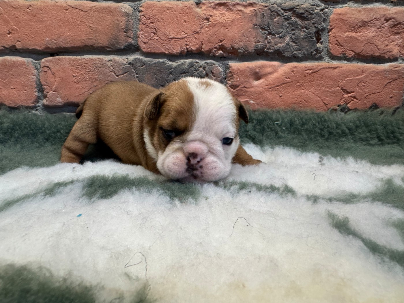 Shamrock Cottage - Chiots disponibles - Bulldog Anglais