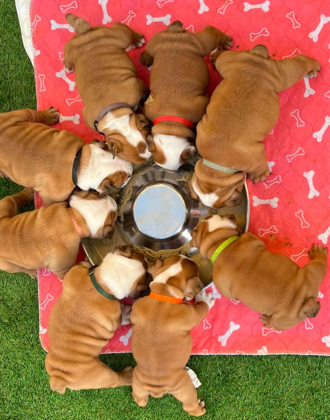Chiot Bulldog Anglais Shamrock Cottage