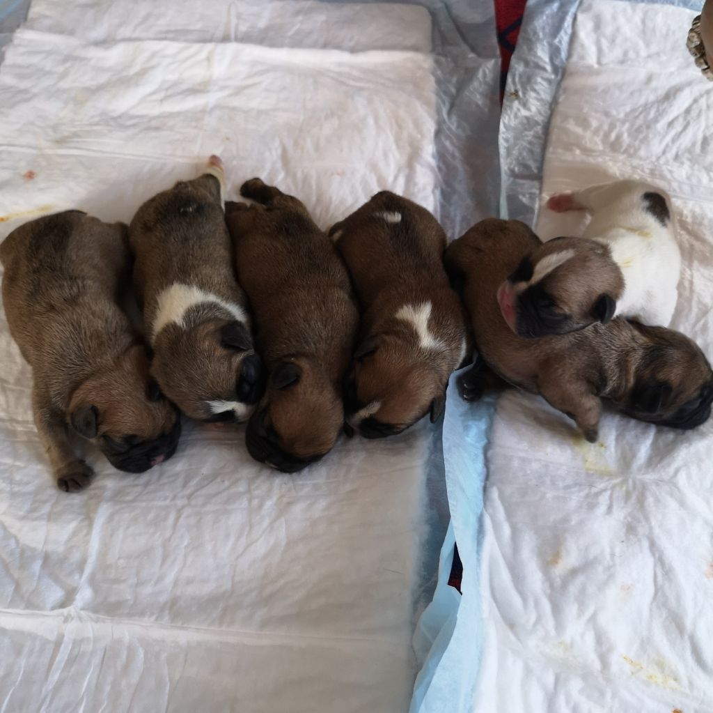 Chiot Bouledogue français Shamrock Cottage